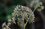 Stiff cowbane